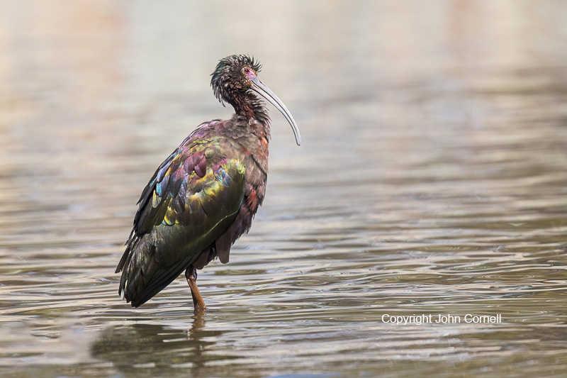 Ibis;One;Plegadis chilhi;White-faced Ibis;avifauna;bird;birds;color image;color photograph;feather;feathered;feathers;molting;natural;nature;outdoor;outdoors;wild;wilderness;wildlife